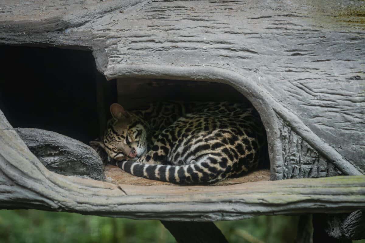A sleeping ocelot in the woods.