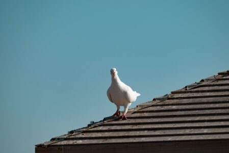 The Brave Pigeon That Saved 194 Soldiers