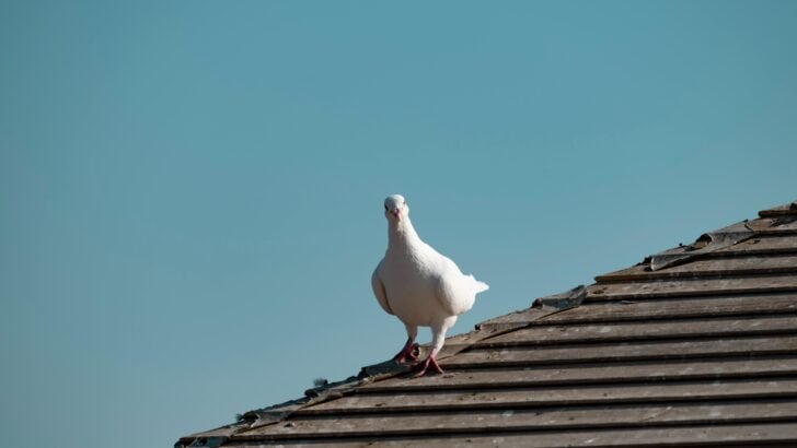 The Brave Pigeon That Saved 194 Soldiers