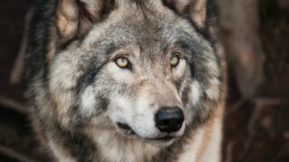 A close-up photo of a gray wolf.