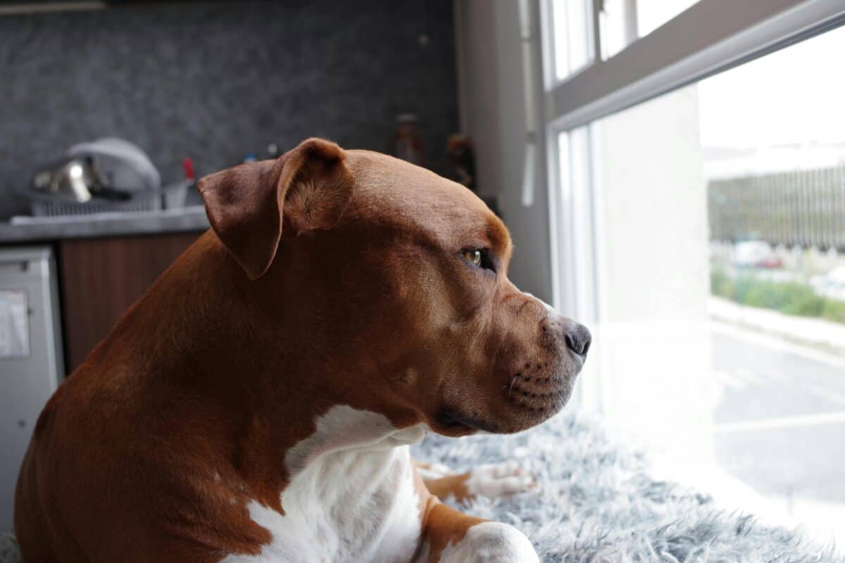 A pit bull staring down the window.