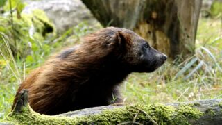 A wolverine taking a rest in its habitat.
