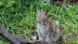 A bobcat on the woods.