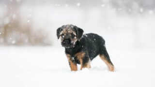 A lonely puppy shivering in the wild.