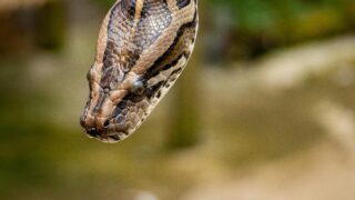 A reticulated python trying to find a prey.