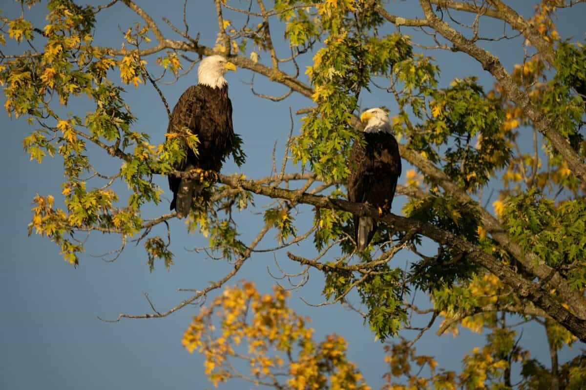 Two eagles taking a rest on a branch.