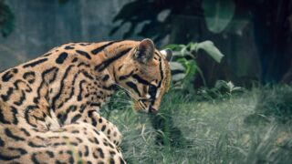 An ocelot lying on the grass.
