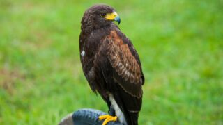 A close look of a young hawk.