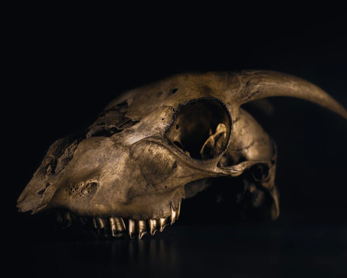 grey animal skull with black background