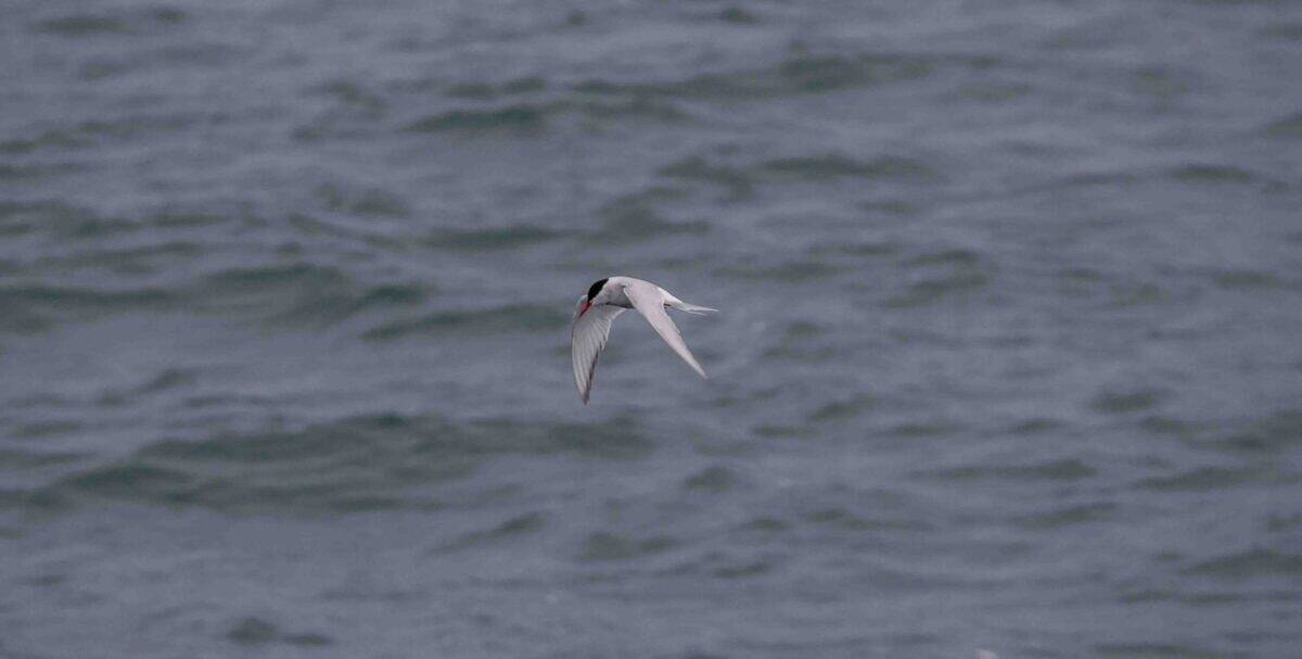 a seagull flying over a body of water