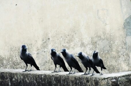 10 Ways Crows Outsmart Other Birds