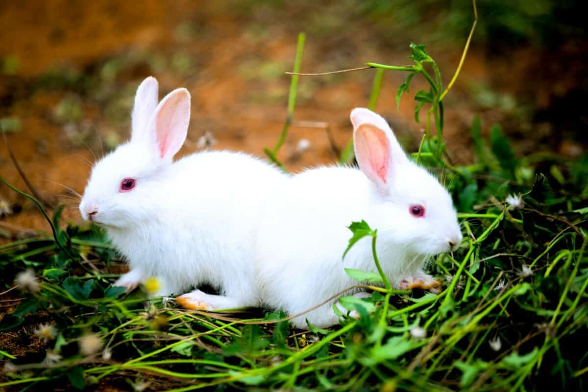 white rabbit on green grass during daytime