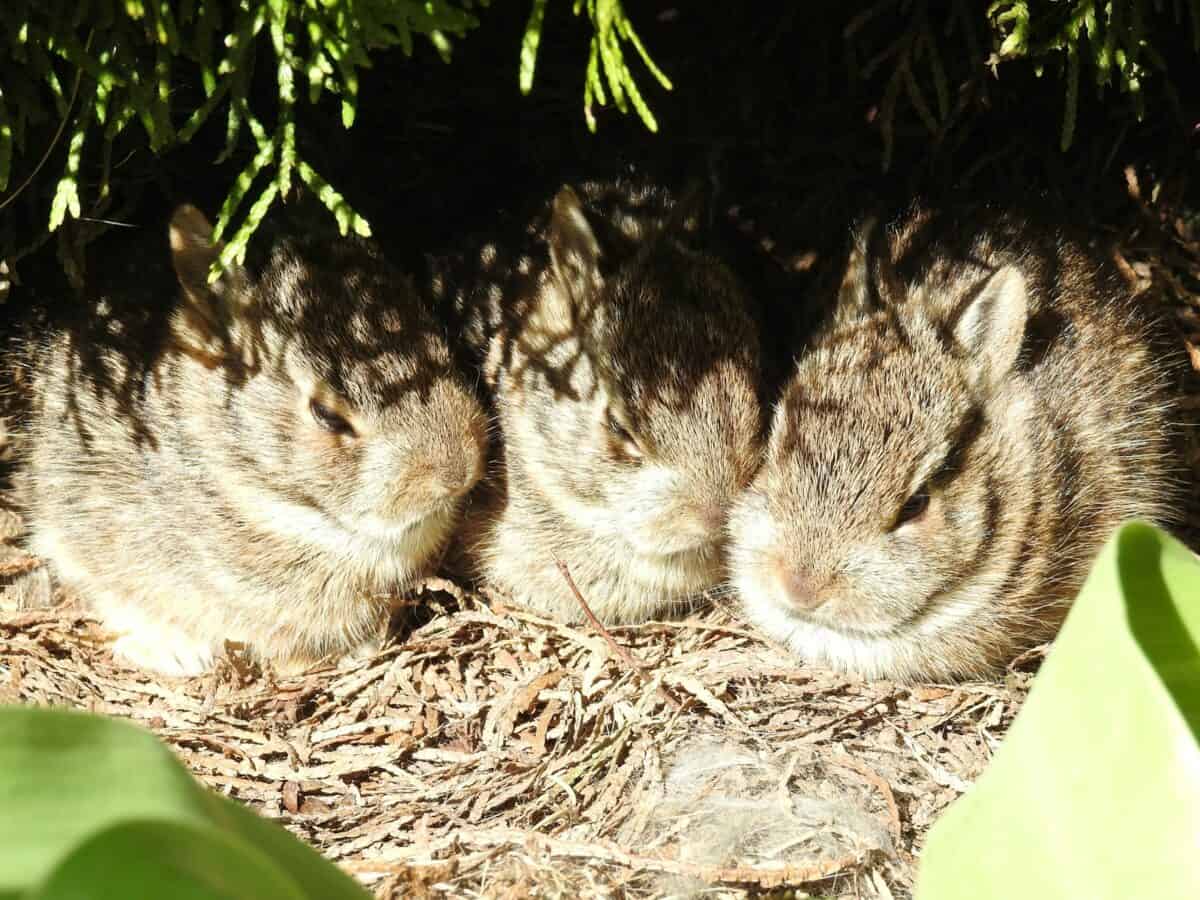 a couple of small animals sitting next to each other