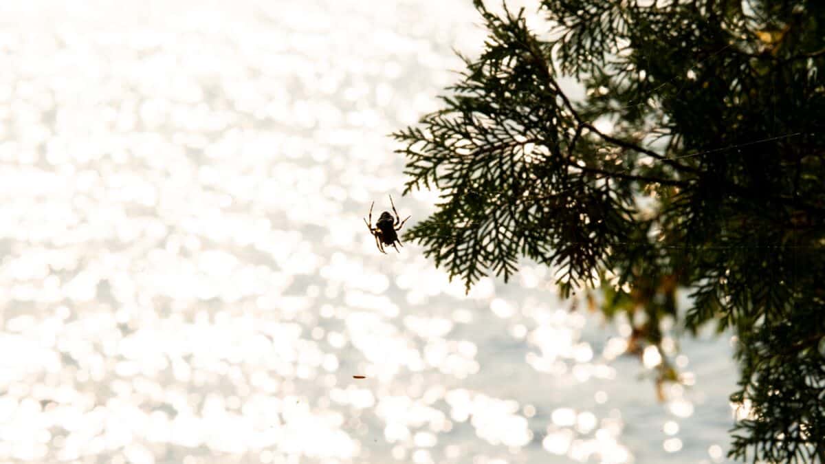 a spider hanging from a tree branch in front of a body of water