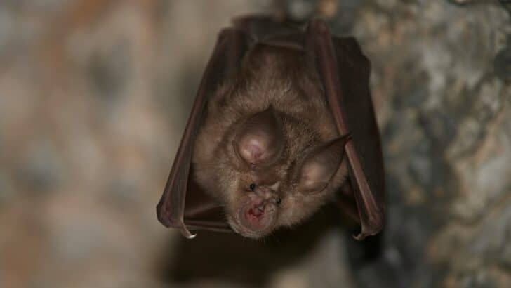A New Species of Bat Was Just Found in Arizona
