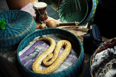 Why Some U.S. States Are Banning Certain Snake Species