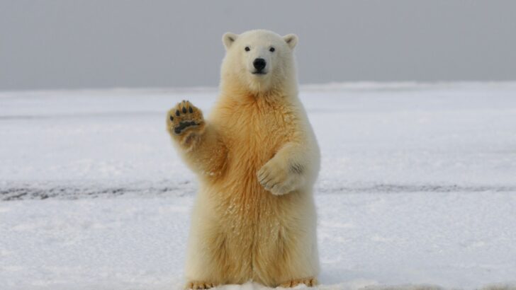 Can You Love Polar Bears and Still Support Arctic Oil Drilling?