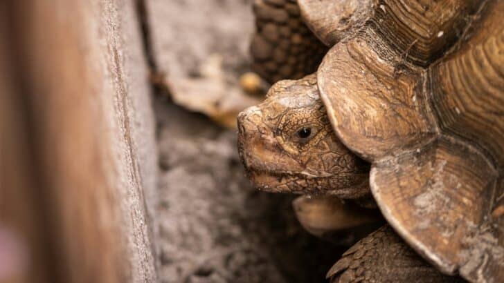How Desert Tortoises Are Surviving Increasing Heat Waves