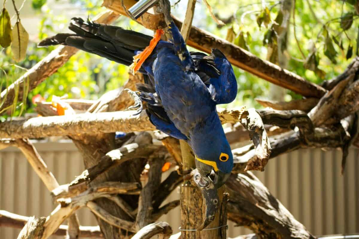 a blue bird on a tree branch