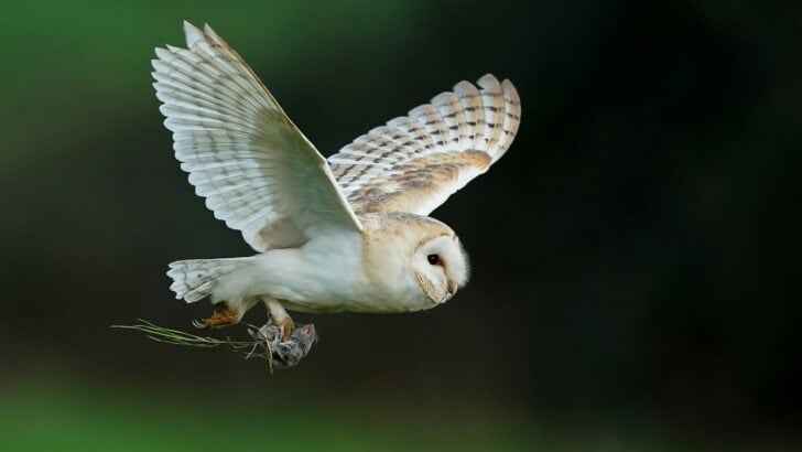 These Owls Hunt Without Making a Sound—Here’s How