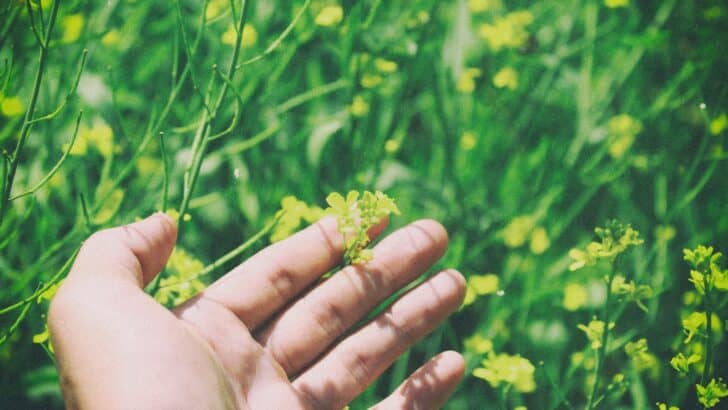 Should Humans Have the Right to Control Nature at All?