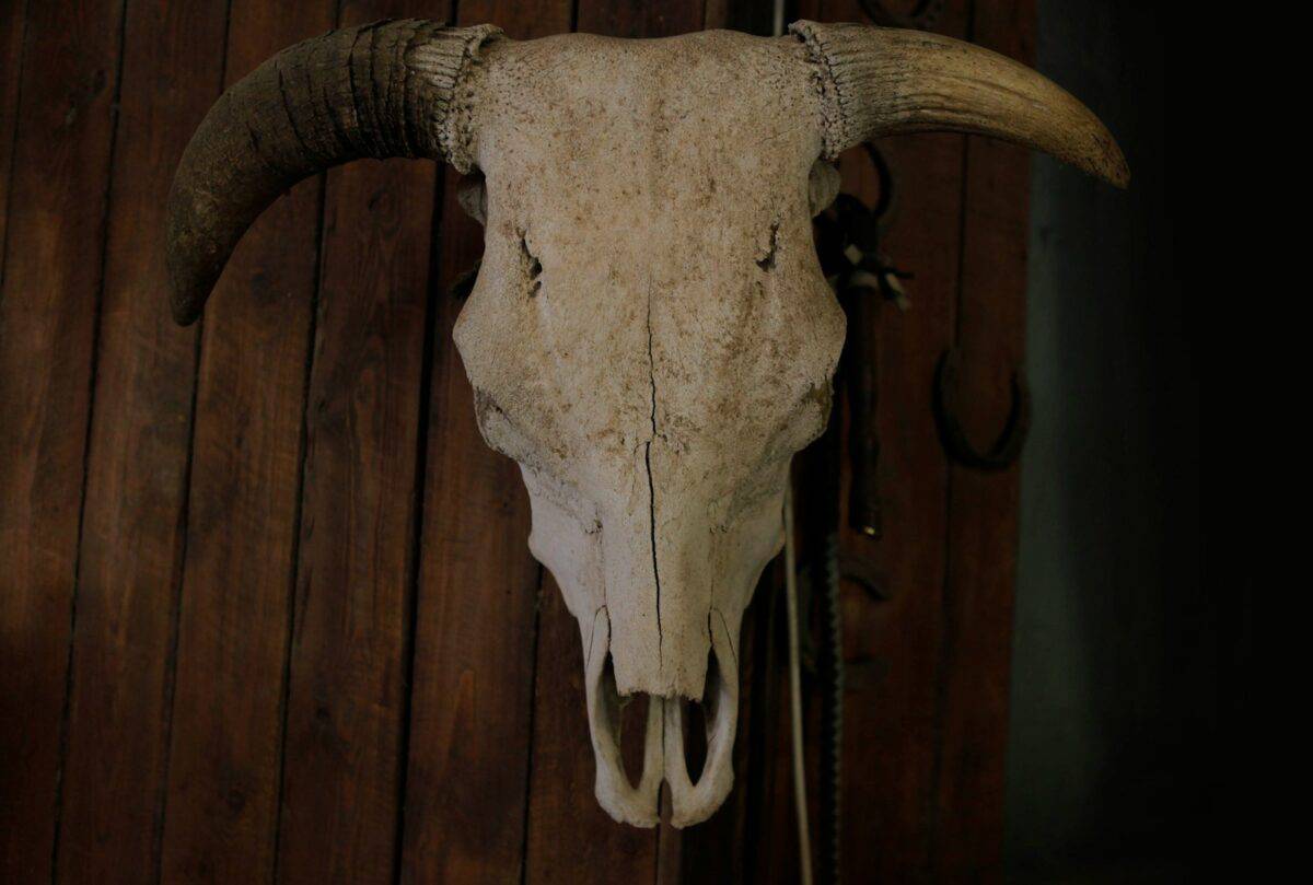 animal skull on wooden surface
