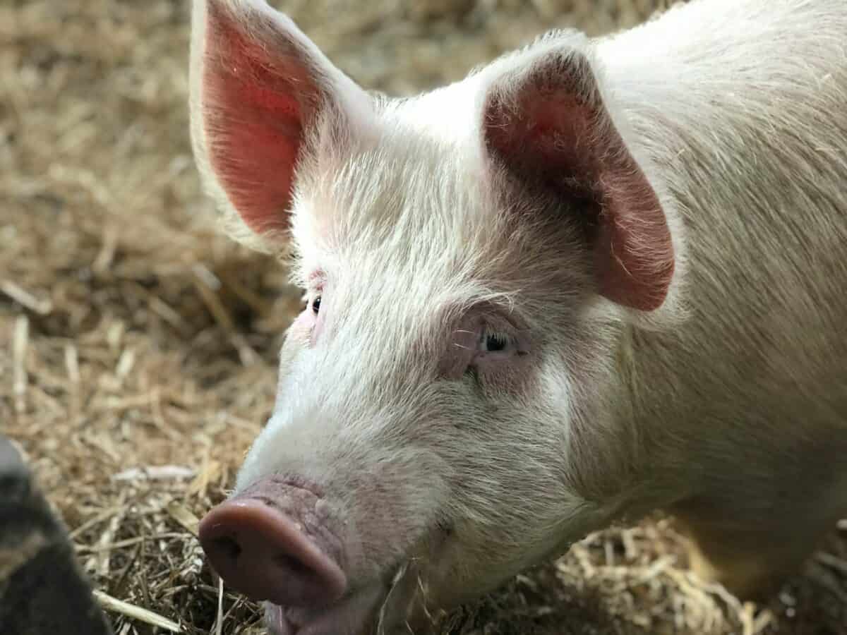 white pig