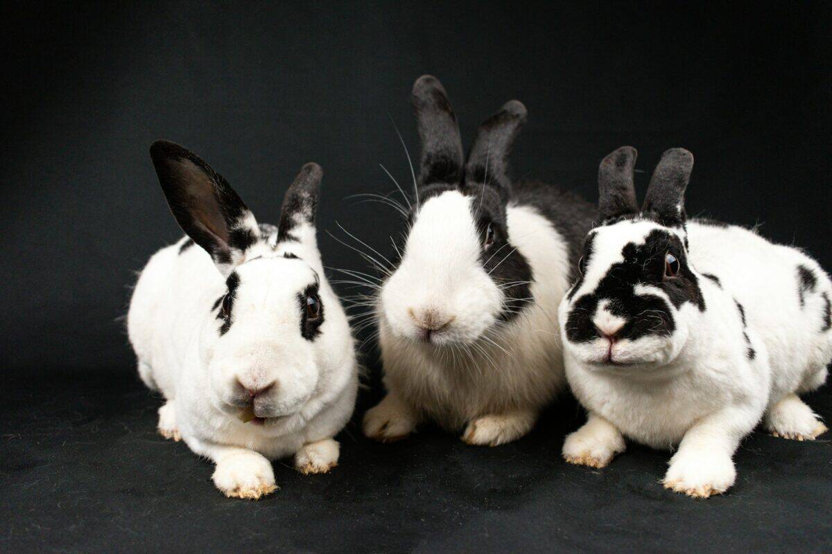 Three black and white rabbits sitting next to each other