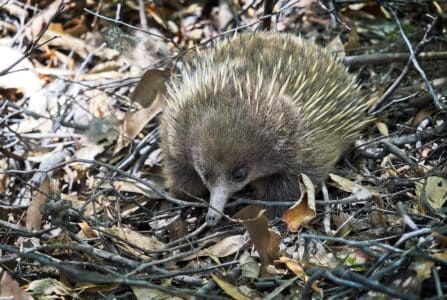 The Only Mammal That Lays Eggs Still Thrives - Animals Around The Globe