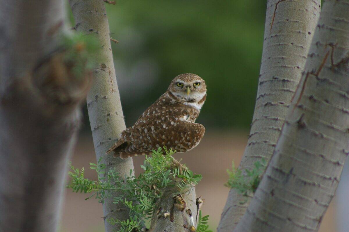owl leaning sideway perching on twig