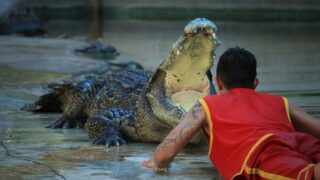An alligator and its master.