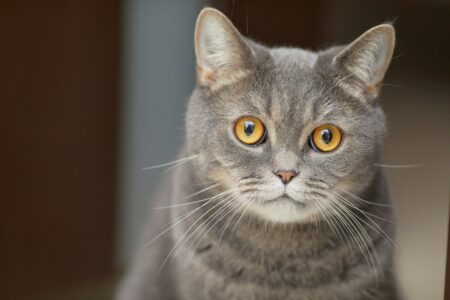 15 Signs Your Cat Has Imprinted on You