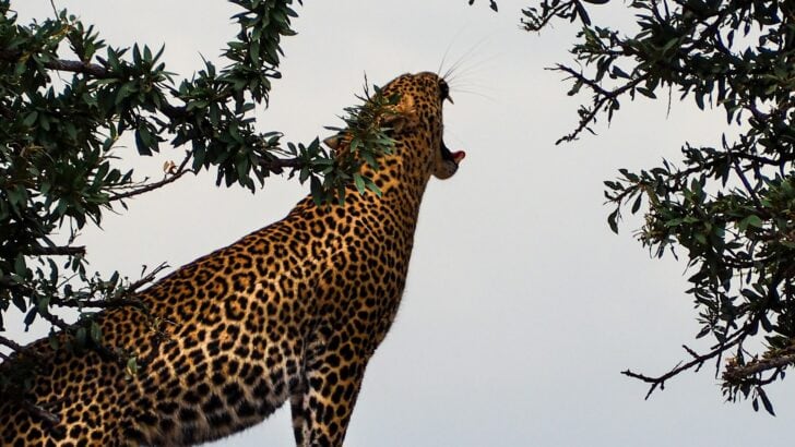 What Happens If a Jaguar Crosses Paths With a Coyote in the Wild