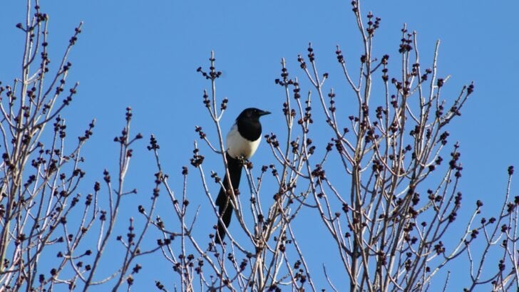 The Bird That&rsquo;s Outsmarting Scientists with Its Nesting Habits
