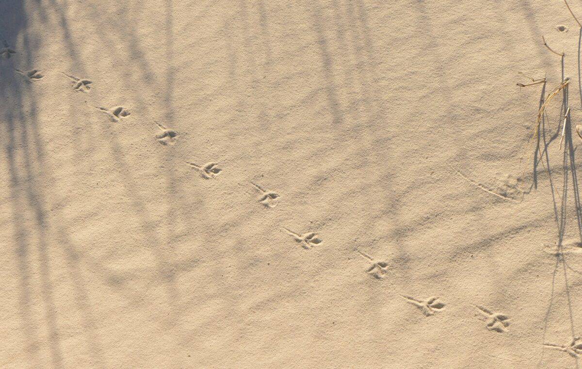 a bird walking across a snow covered field