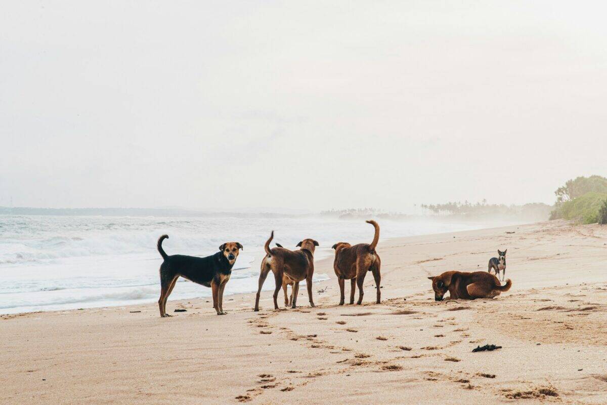 black and brown short coated dogs on brown sand during daytime