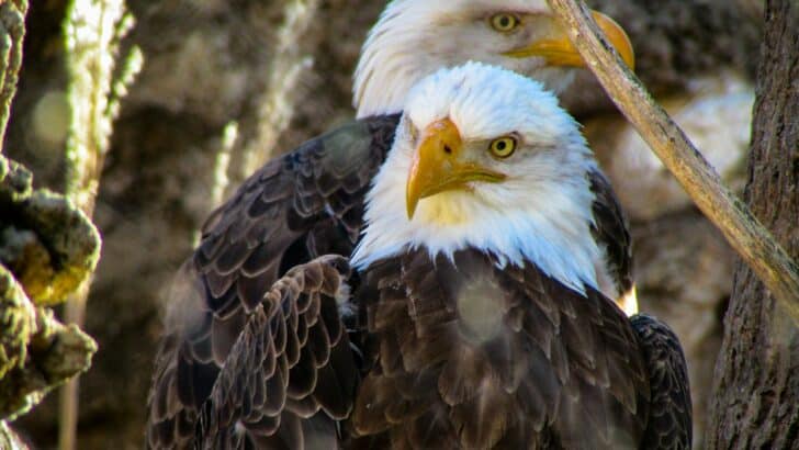 Why Bald Eagles Were Nearly Extinct—and How They Bounced Back
