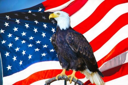 15 Differences Between Hawks, Eagles, and Falcons