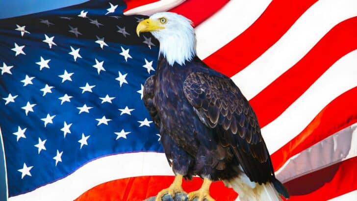 The Most Majestic Birds of Prey You Can See Without Leaving America