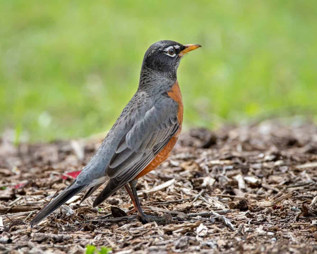Gray and orange bird on brown soil during daytime.