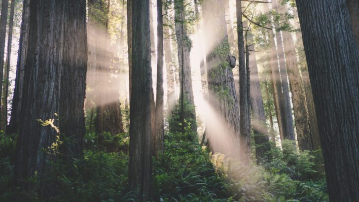 The U.S. Forest That&rsquo;s Growing Faster Than Expected