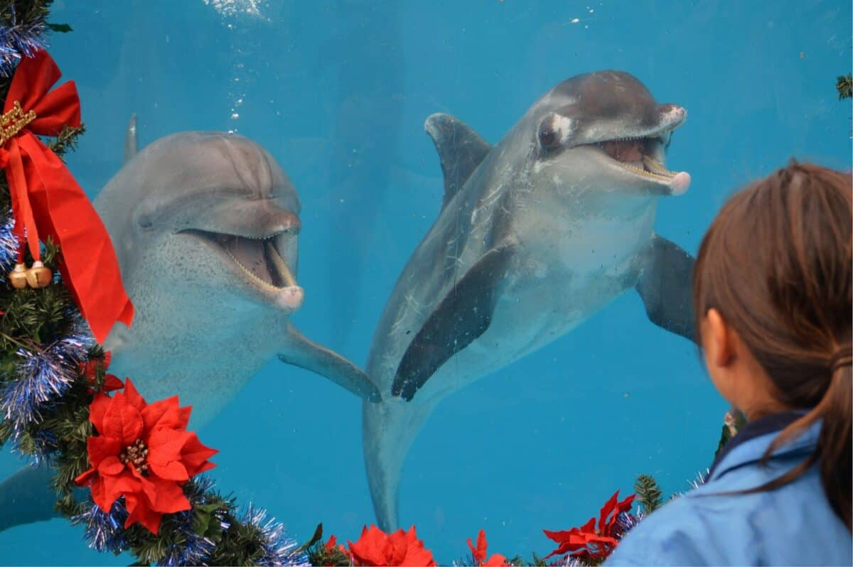 Grey dolphin in water with red flowers