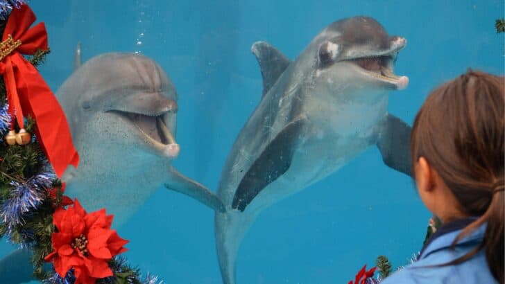 The Truth About Dolphins and Human Friendships