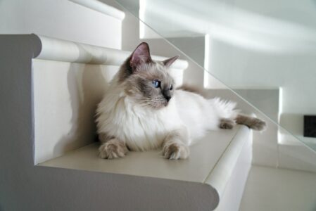 12 Most Intelligent Cat Breeds Ranked