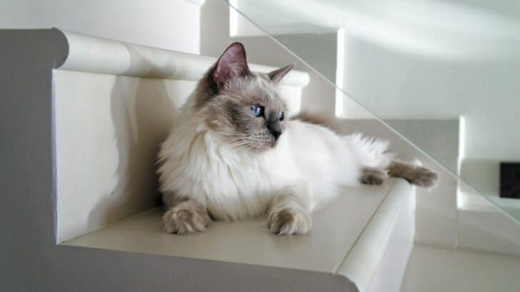 12 Most Intelligent Cat Breeds Ranked