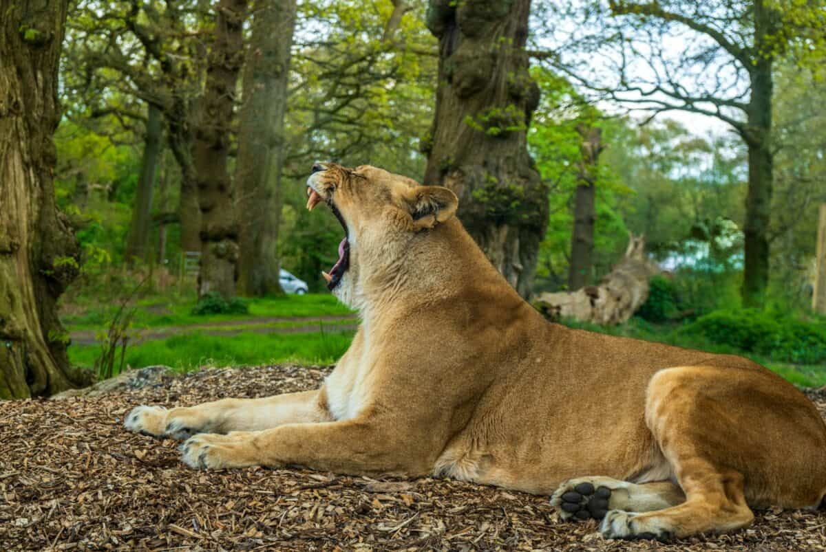 a large lion laying on top of a pile of wood