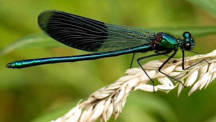 Could Giant Insects Make a Comeback?