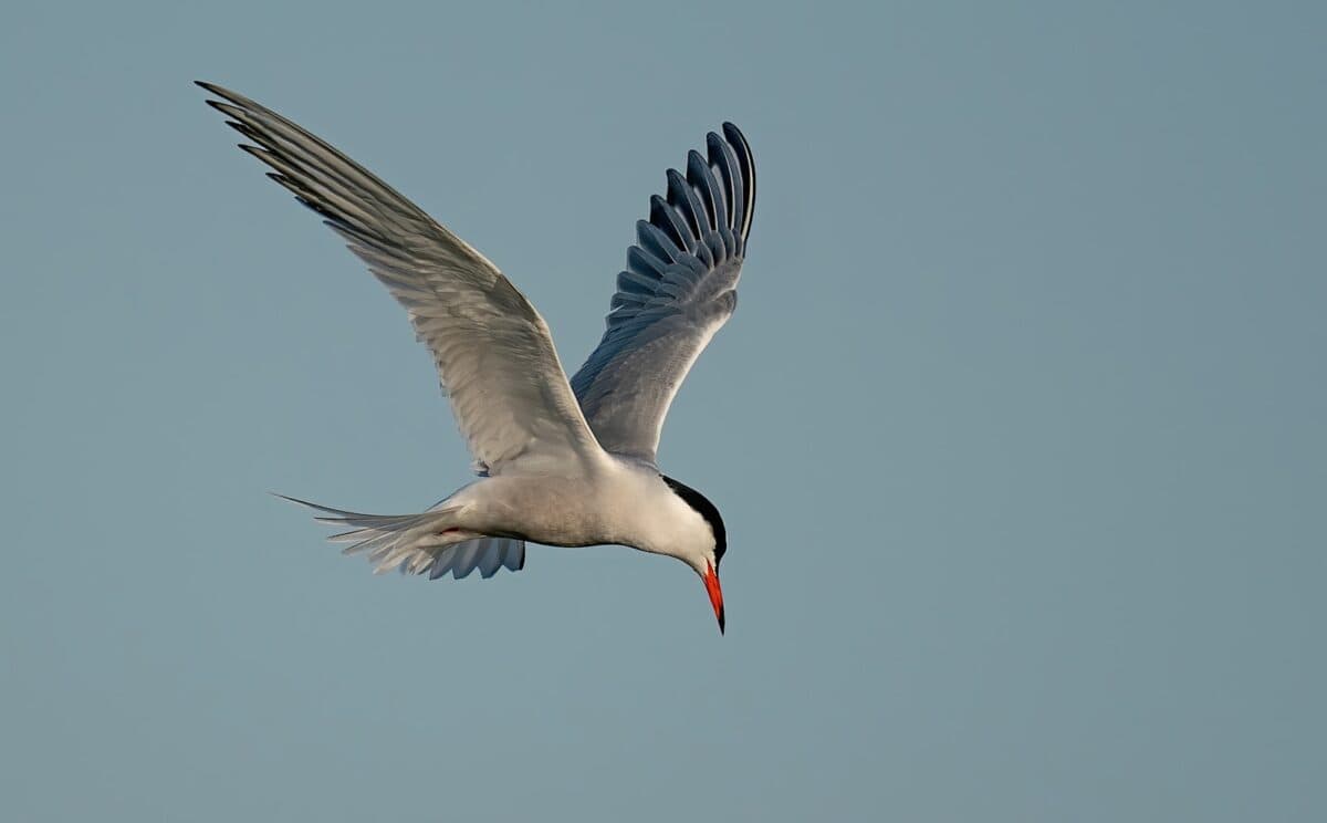 a white and black bird flying in the sky