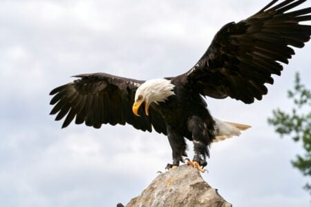 The Role of Bald Eagles in Native American Culture