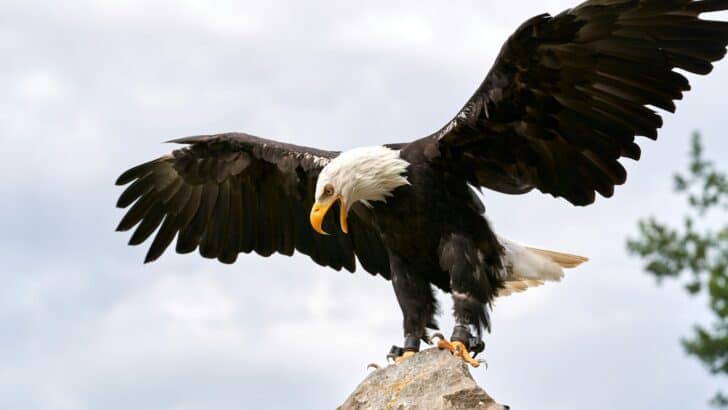 The Role of Bald Eagles in Native American Culture